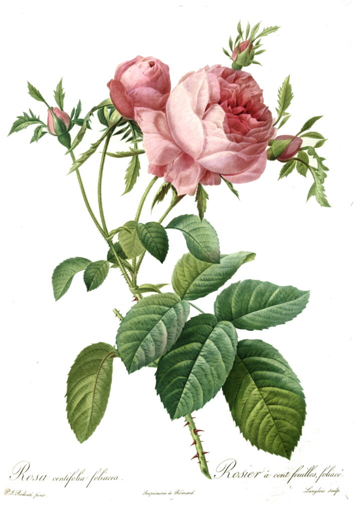 Rosa centifolia foliacea, door Pierre-Joseph Redouté (1759–1840) via Wikimedia